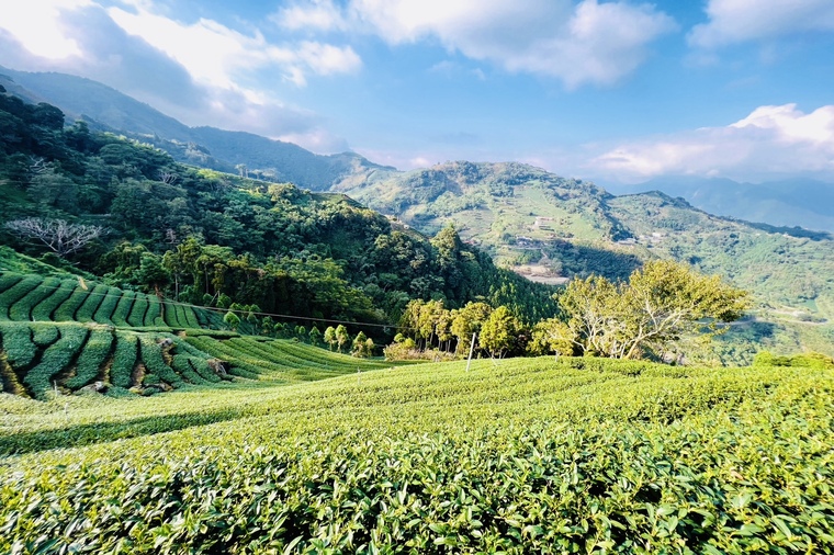 阿里山茶園