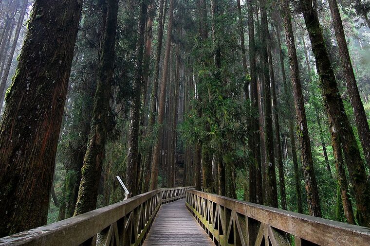 賞雲海聖地-日據時期阿里山伐木區集散地面積廣達兩萬坪的二萬坪風景區